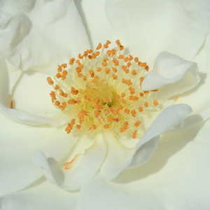 Diskreten vonj vrtnice - Roza - Innocencia® - 